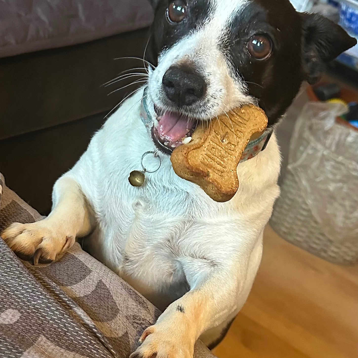 Kojak is registered to the contest to win money with this photo: dog, bone_shaped_biscuit, black_and_white, pet, indoor, floor, paws, collar, whiskers, fur, animal, cute, playful, looking_up, close_up, expression, mammal, domestic_animal, canine, resting_paws