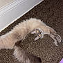 cat, fluffy, carpet, stretching, curved_body, indoor, animal, pet, feline, long_tail, wall, flooring, relaxed, cute, domestic, fur, whiskers, ears, claws, playful