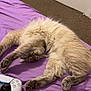 cat, fluffy, bed, purple_bedspread, stretching, relaxed, indoor, carpet, door, controller, gaming_controller, pet, animal, feline, cozy, home, sleeping, paws, whiskers, fur