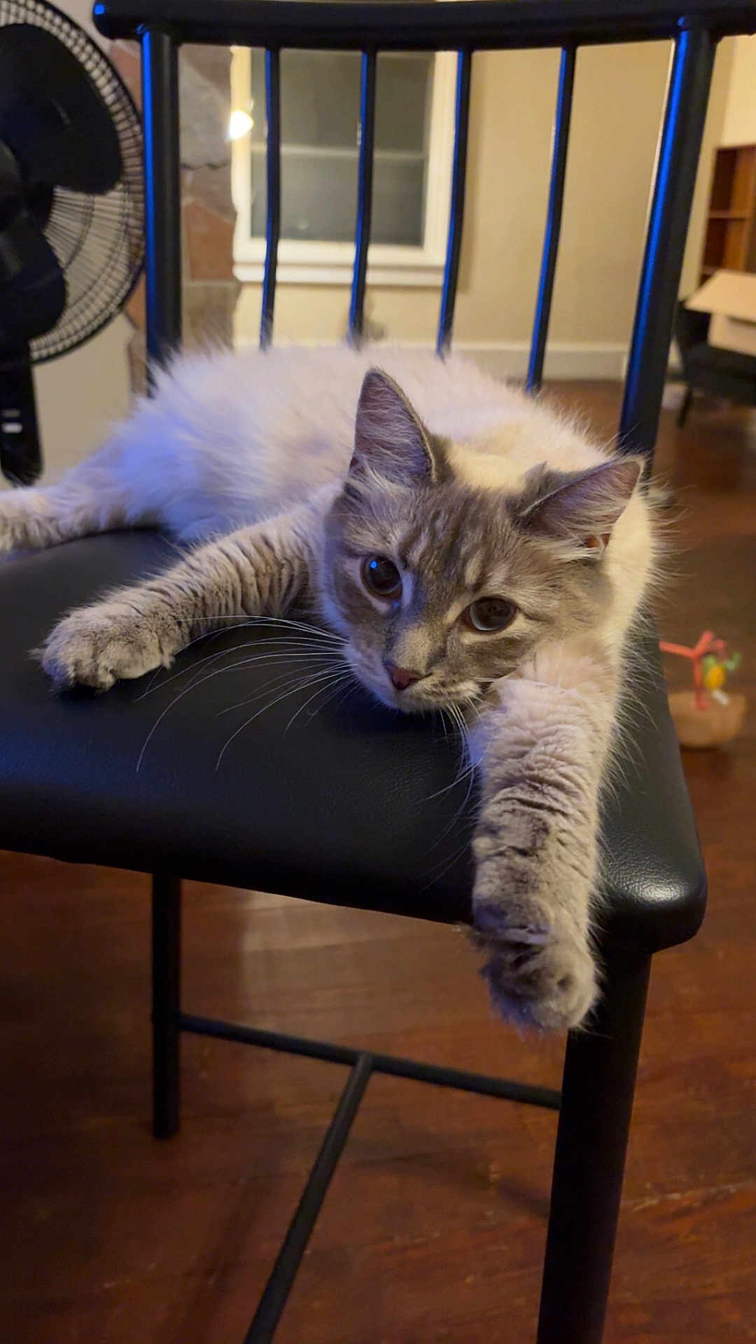 Doris