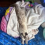 cat, stretching, bed, blanket, plush_toys, fur, cozy, indoor, soft_lighting, constellation_pattern, sleepy, pet, animal, resting, comfort, furniture, room, colorful, cute, relaxed