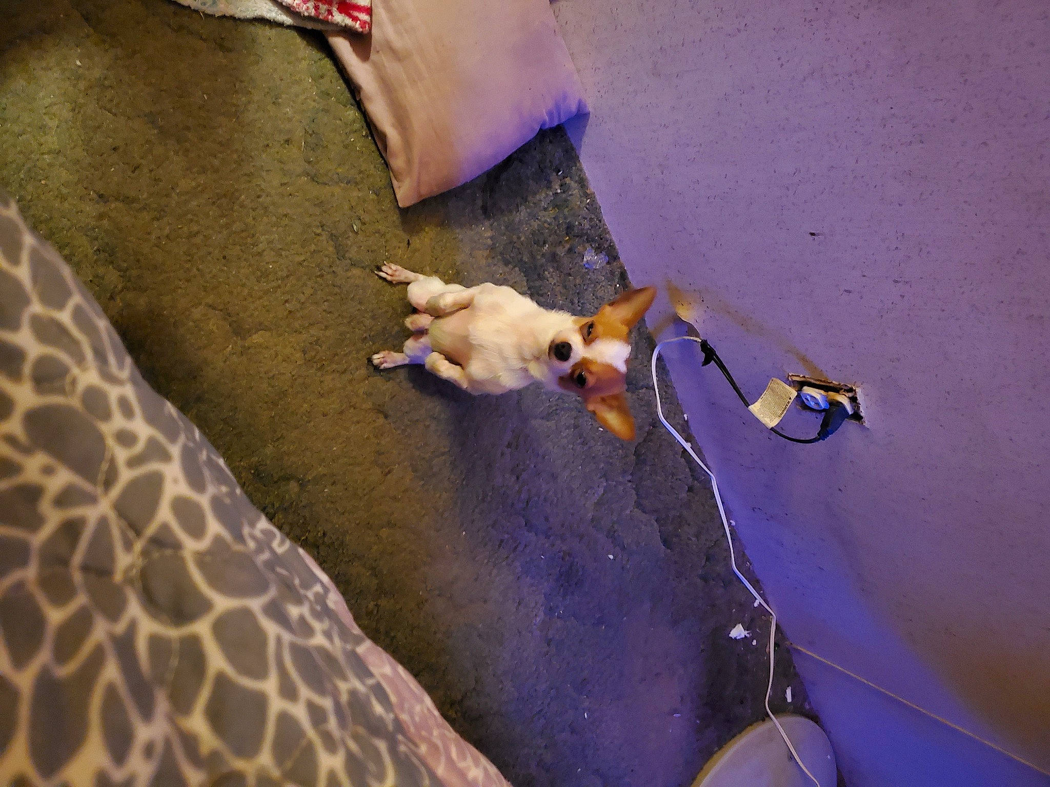 Gunner joined the competition — help win amazing prizes! canidae, carnivore, dog_breed, fawn, organism