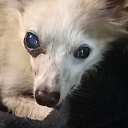 Frederick is registered to the contest to win money with this photo: animal, black_blanket, blanket, close_up, companion, cozy, cute, cute_pet, dog, domestic_animal, face, fur, indoor, pet, portrait, resting, sleepy, small_dog, snout, white_fur