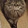 Miss Kitty