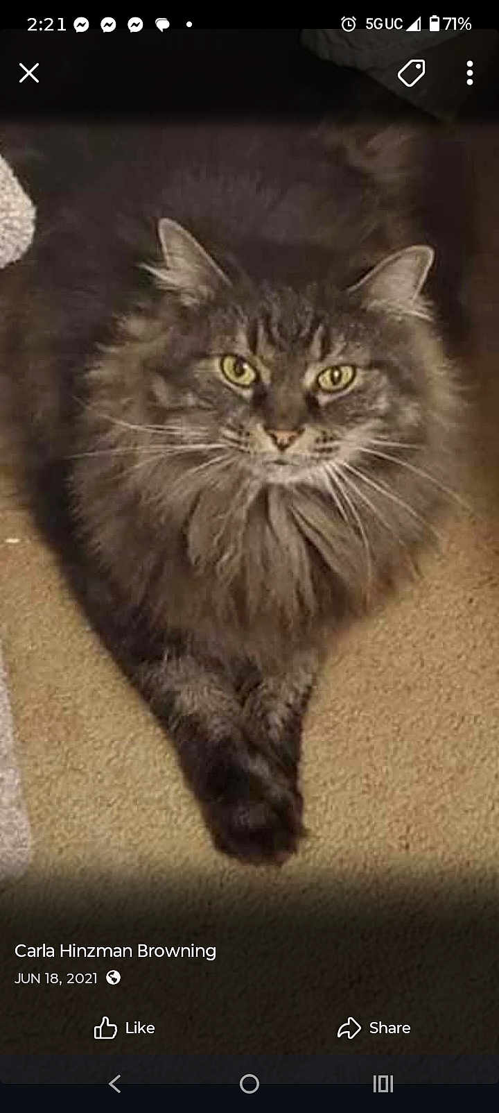 Miss Kitty