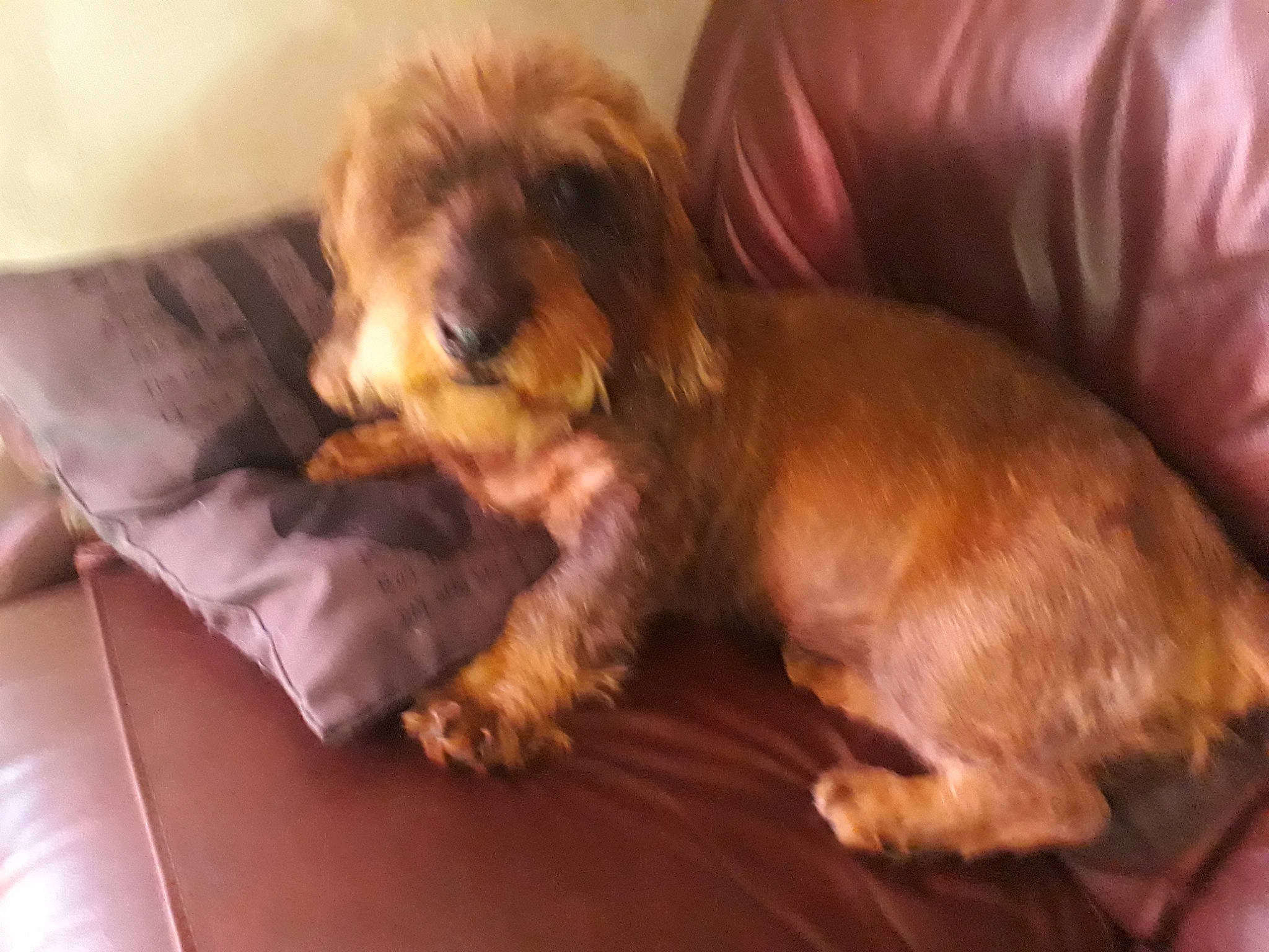 Sanka participe au concours pour gagner de l'argent avec cette photo : canidae, carnivore, comfort, companion_dog, dog, dog_bed, dog_breed, dog_supply, fawn, fur, hardwood, liver, maltepoo, puppy_love, small_terrier, sporting_group, terrier, toy_dog, working_animal, yorkipoo