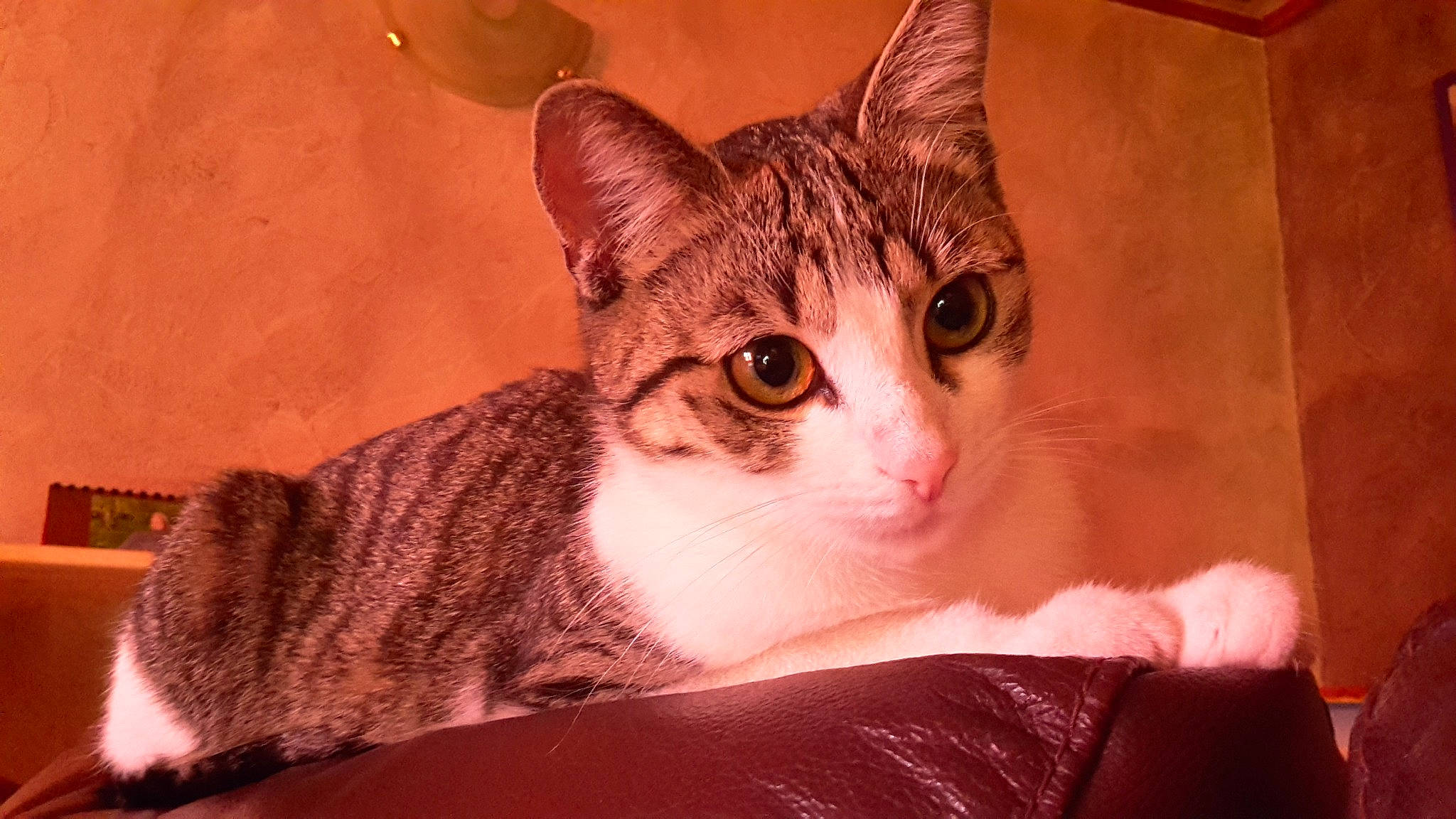 Izzie a rejoint le concours — aidez-le/la à gagner de superbes lots ! art, brown, carnivore, cat, cat_furniture, cat_supply, domestic_short_haired_cat, fawn, felidae, fur, paw, pet_supply, small_to_medium_sized_cats, snout, tail, whiskers, window, wood