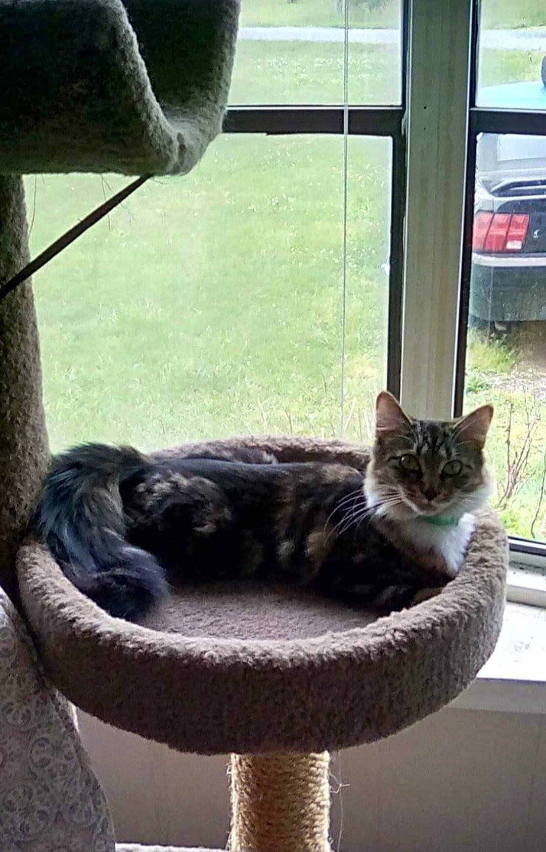 Chloe joined the competition — help win amazing prizes! carnivore, cat, cat_supply, domestic_short_haired_cat, door, felidae, fur, grass, pet_supply, plant, sink, sitting, small_to_medium_sized_cats, tail, tints_and_shades, tree, vertebrate, whiskers, window, wood