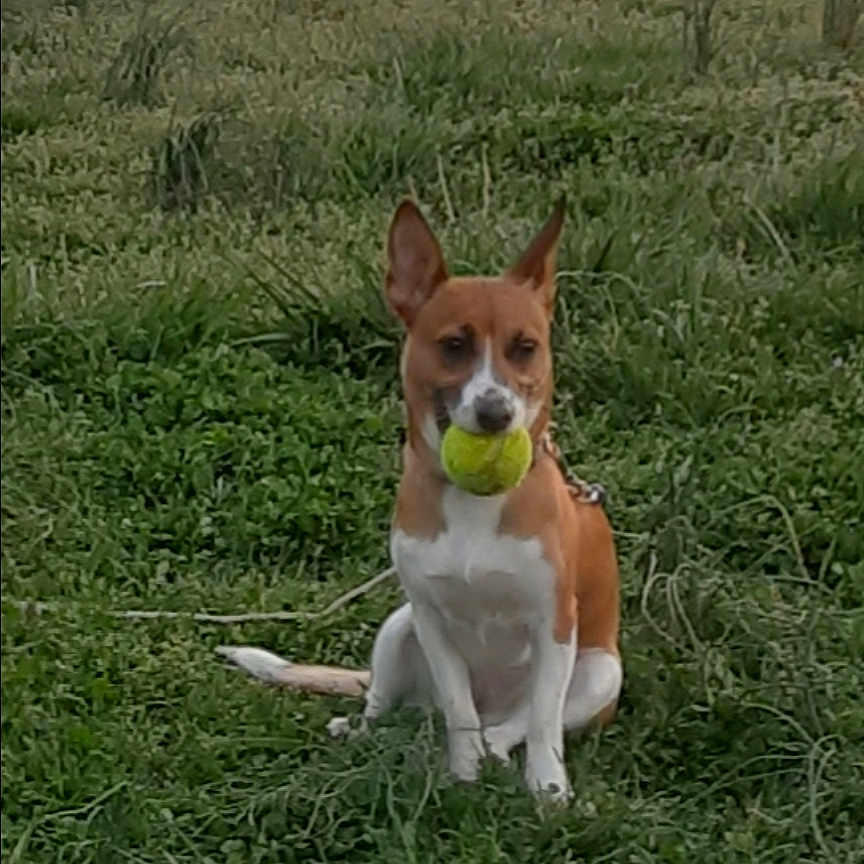 Snickers is registered to the contest to win money with this photo: accessories, animal, ball, bulldog, canine, chihuahua, dog, football, grass, hound, pet, plant, puppy, soccer, soccerball, sphere, sport, strap, tennis, tennisball