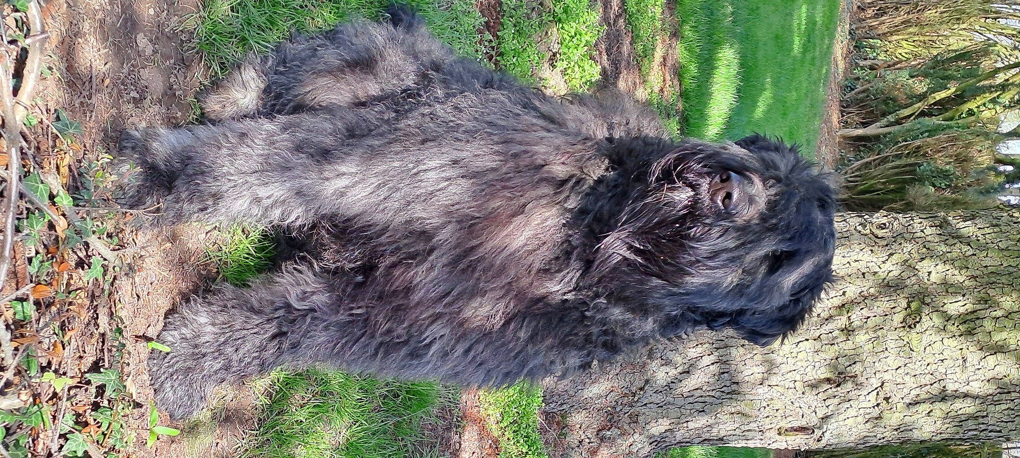 W'Georges participe au concours pour gagner de l'argent avec cette photo : canidae, carnivore, dog_breed, fur, grass, groundcover, snout, soil, sporting_group, tail, terrestrial_animal, wildlife, working_animal, zoo