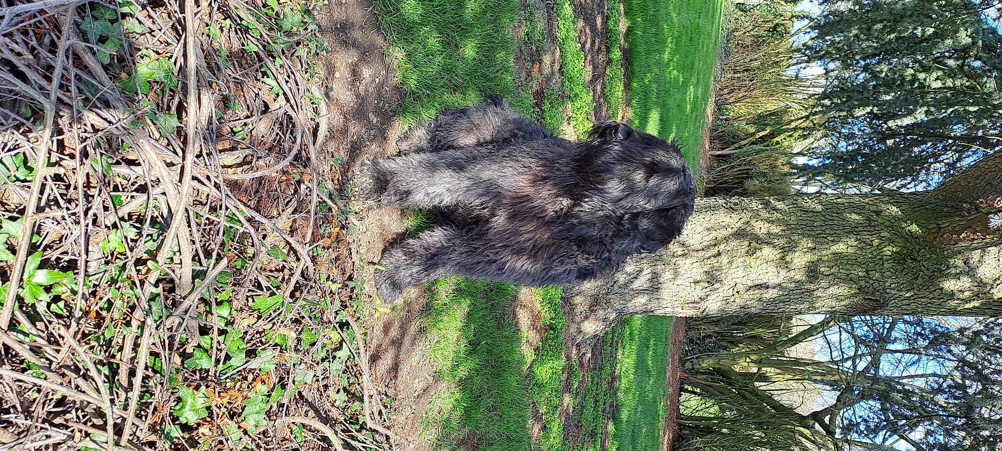 W'Georges participe au concours pour gagner de l'argent avec cette photo : canidae, carnivore, fur, grass, groundcover, plant, rock, snout, soil, sporting_group, terrestrial_animal, tree, trunk, twig, wildlife, wood