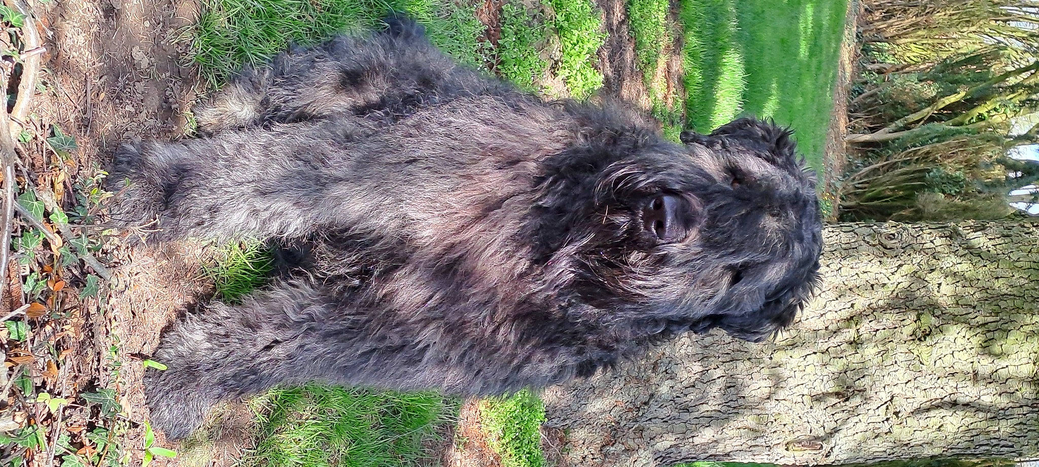 W'Georges participe au concours pour gagner de l'argent avec cette photo : canidae, carnivore, circle, dog_breed, emu, fur, grass, hoary_marmot, snout, soil, sporting_group, terrestrial_animal, terrier, wildlife, working_animal, zoo