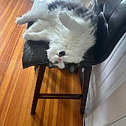 Chapo is registered to the contest to win money with this photo: cat, fluffy, black_and_white, chair, upside_down, wooden_floor, indoor, pet, feline, curious, tongue_out, leather_chair, relaxed, domestic_animal, home, furniture, table, plant, vase, window_light