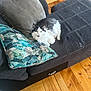 Chapo joined the competition — help win amazing prizes! cat, fluffy_cat, black_and_white, couch, pillow, indoor, wooden_floor, pet, relaxed, furniture, living_room, domestic_animal, fur, cute, animal, resting, home, cozy, curious, seated