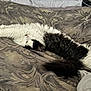 Chapo is registered to the contest to win money with this photo: cat, black_and_white, fluffy, stretching, bedspread, indoor, cozy, feline, relaxed, patterned_bedding, paw, tail, sleepy, pet, animal, fur, comfort, resting, domestic_cat, whiskers
