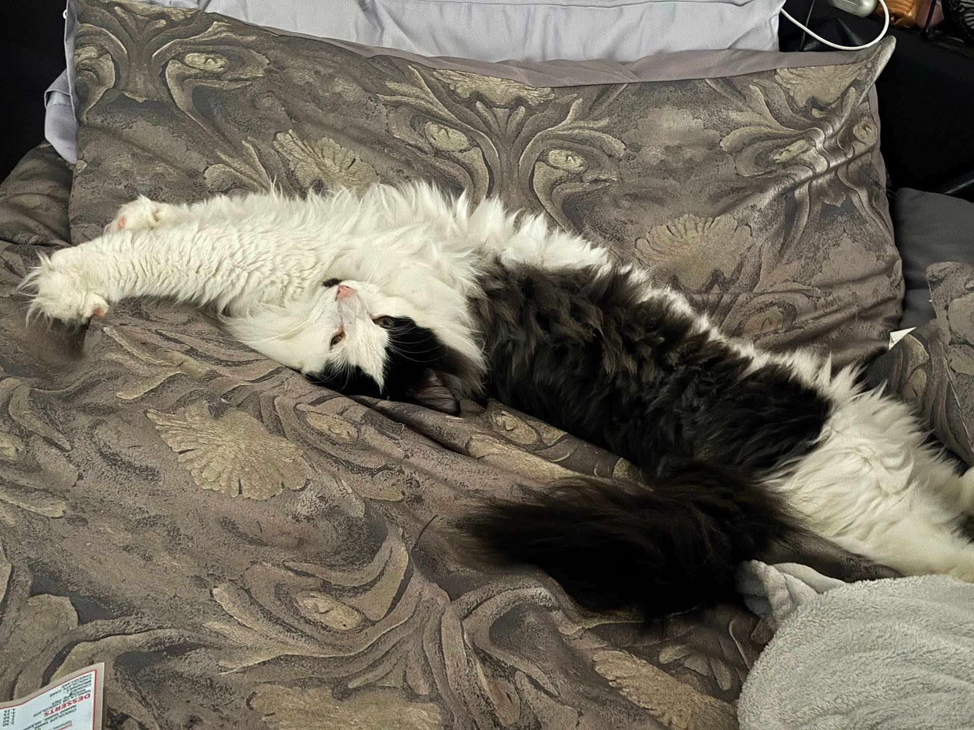 Chapo is registered to the contest to win money with this photo: cat, black_and_white, fluffy, stretching, bedspread, indoor, cozy, feline, relaxed, patterned_bedding, paw, tail, sleepy, pet, animal, fur, comfort, resting, domestic_cat, whiskers