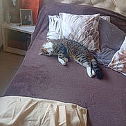 Kio Et Saphir participe au concours pour gagner de l'argent avec cette photo : bed, blanket, brown, cat, cozy, decor, fur, furniture, home, indoor, lamp, nightstand, photo_frame, pillow, relaxation, resting, shopping_bag, sleeping, tabby, white