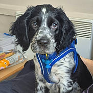 Del joined the competition — help win amazing prizes! puppy, dog, black_and_white, spotted, blue_harness, charm, indoor, pet, cute, sitting, close_up, fur, eyes, animal, domestic_animal, young_dog, looking, person_hand, table, background