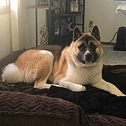 Yuko joined the competition — help win amazing prizes! akita, animal, blanket, brown, canine, carpet, cozy, decor, dog, fur, furniture, home, indoor, living_room, pet, photograph, portrait, relaxing, resting, white