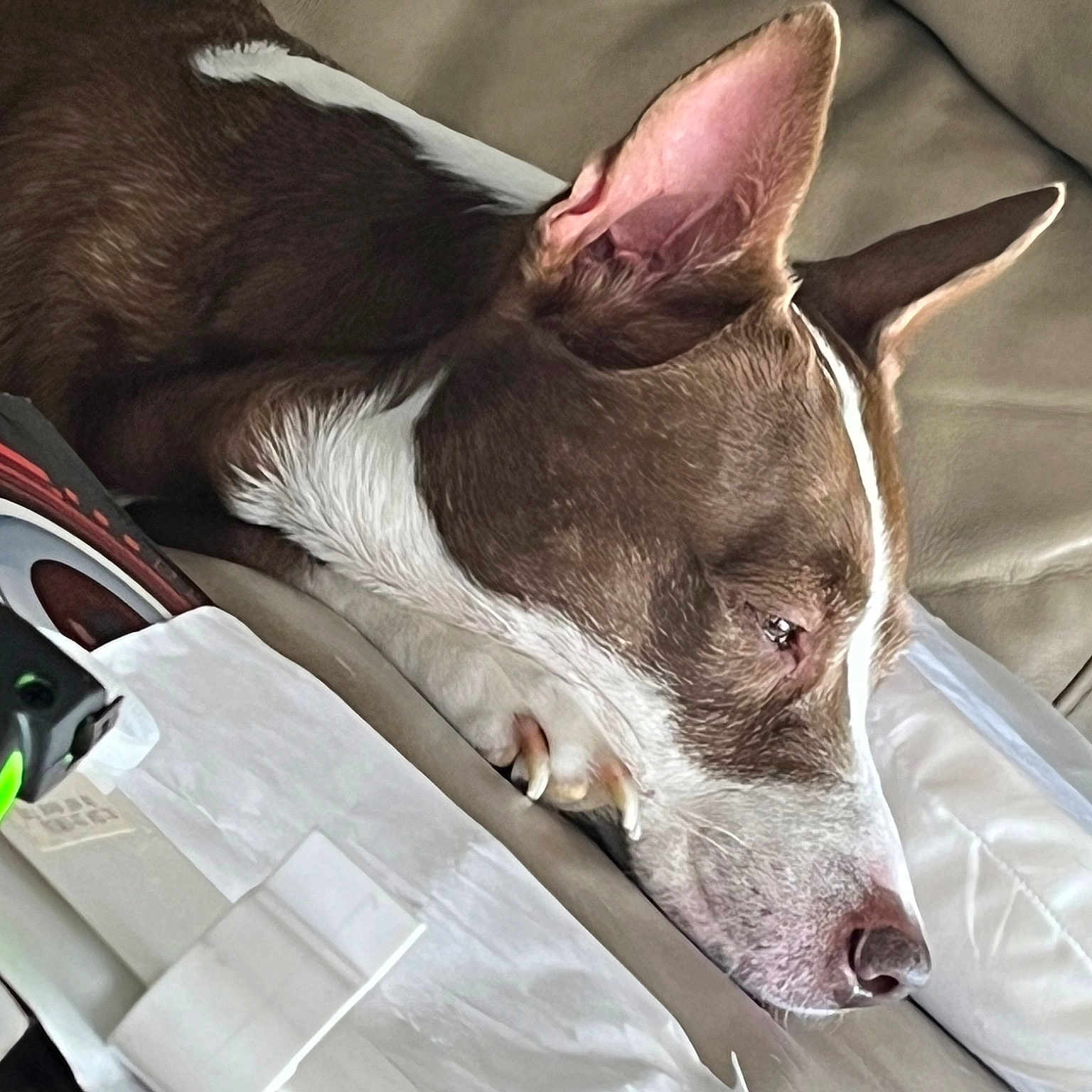 Cheyanne joined the competition — help win amazing prizes! canidae, carmine, carnivore, collar, comfort, companion_dog, dog, dog_breed, dog_collar, dog_supply, fawn, non_sporting_group, rampur_greyhound, sighthound, snout, sporting_group, terrestrial_animal, whiskers, working_animal