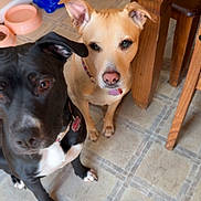 Noelle Everest joined the competition — help win amazing prizes! animal, black_dog, canine, collar, cute, dog, domestic_animal, floor, food_bowl, indoor, kitchen, looking_up, pet_food, pets, table_leg, tan_dog, tile_floor, two_dogs, water_bowl, wooden_table