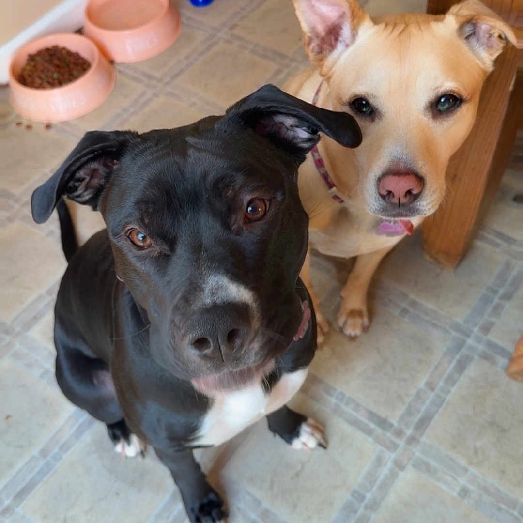 Noelle Everest is registered to the contest to win money with this photo: animal, black_dog, blue_bowls, canine, collars, companions, curious, cute, dog, ears_up, floor, food_bowls, household, indoor, looking_up, pets, pink_bowls, tan_dog, tile_floor, waiting