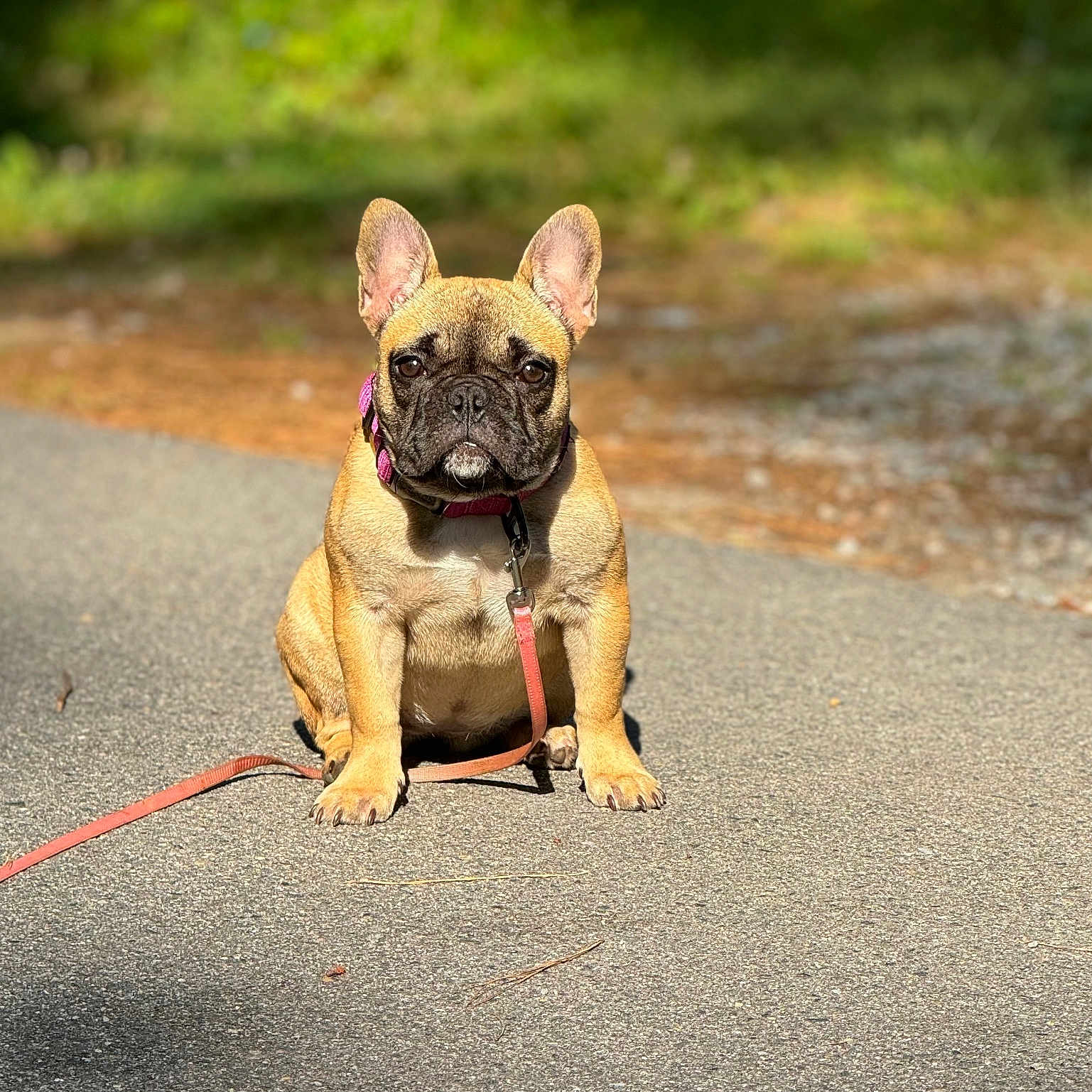 Bagel is registered to the contest to win money with this photo: animal, attention, brown, canine, cute, daylight, dog, ears, french_bulldog, fur, leash, nature, outdoor, path, pet, portrait, puppy, sitting, sunlight, young