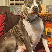 Star Ryder is registered to the contest to win money with this photo: dog, pitbull, pet, indoor, couch, cushions, blanket, chain_collar, brown, white, seated, relaxed, decor, halloween, pumpkin, black_cat, cozy, fur, paw, animal