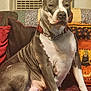 dog, pitbull, pet, indoor, couch, cushions, blanket, chain_collar, brown, white, seated, relaxed, decor, halloween, pumpkin, black_cat, cozy, fur, paw, animal