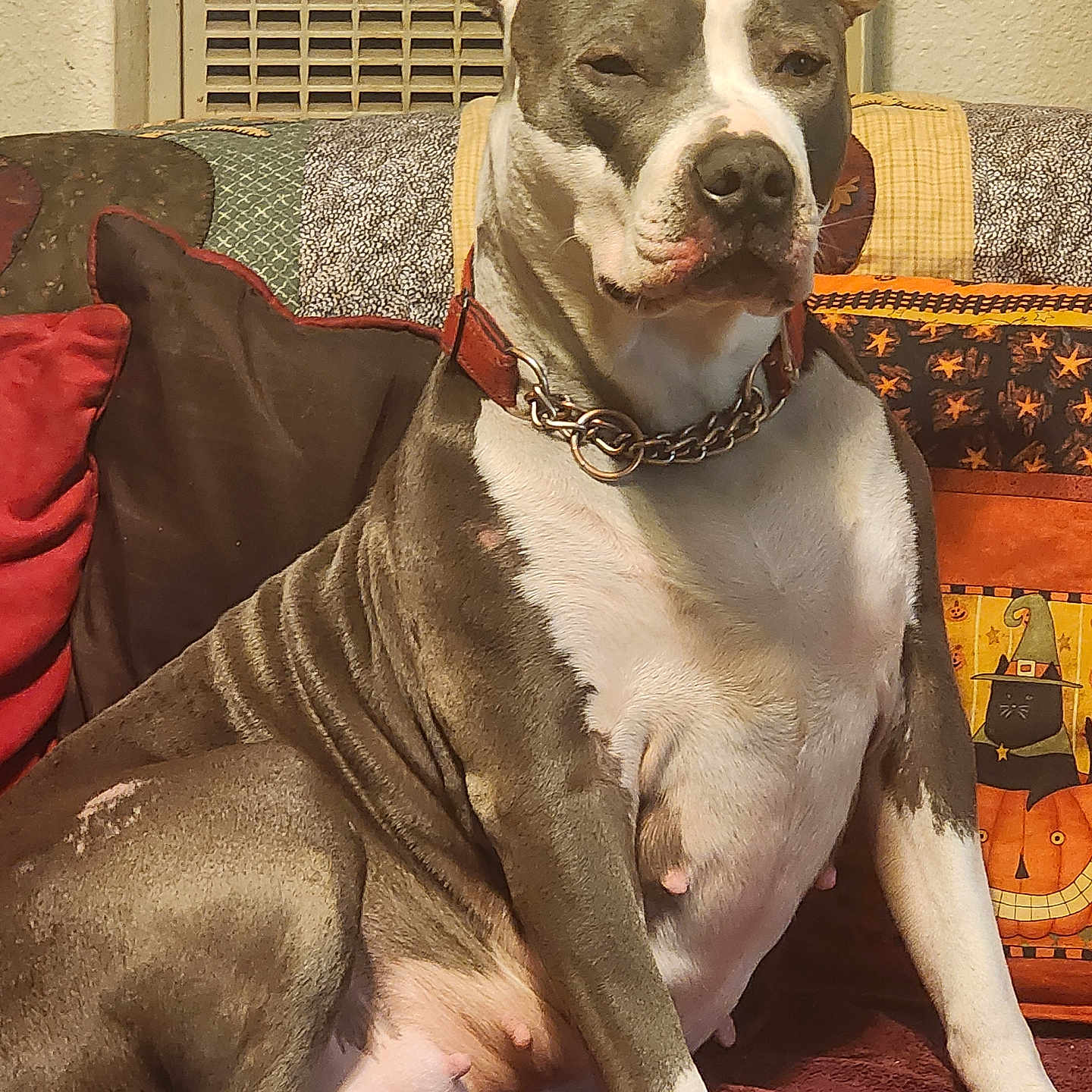 Star Ryder is registered to the contest to win money with this photo: animal, black_cat, blanket, brown, chain_collar, couch, cozy, cushions, decor, dog, fur, halloween, indoor, paw, pet, pitbull, pumpkin, relaxed, seated, white