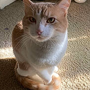 Tiger joined the competition — help win amazing prizes! cat, orange_and_white, sitting, carpet, indoor, sunlight, pet, feline, whiskers, tail, cute, animal, domestic, fur, looking_up, curious, relaxed, closeup, eye_contact, shadow