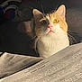 Tiger joined the competition — help win amazing prizes! cat, orange_cat, white_cat, pet, indoor, curious, whiskers, study_sheet, handwritten_notes, paper, light, shadow, bed, blanket, closeup, face, animal, feline, looking_up, domestic_animal
