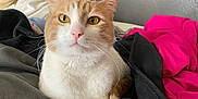 Tiger is registered to the contest to win money with this photo: cat, orange_and_white, pet, blanket, indoor, feline, cozy, fur, whiskers, animal, cute, domestic, relaxed, yellow_eyes, pink_nose, resting, soft_texture, closeup, portrait, comfort