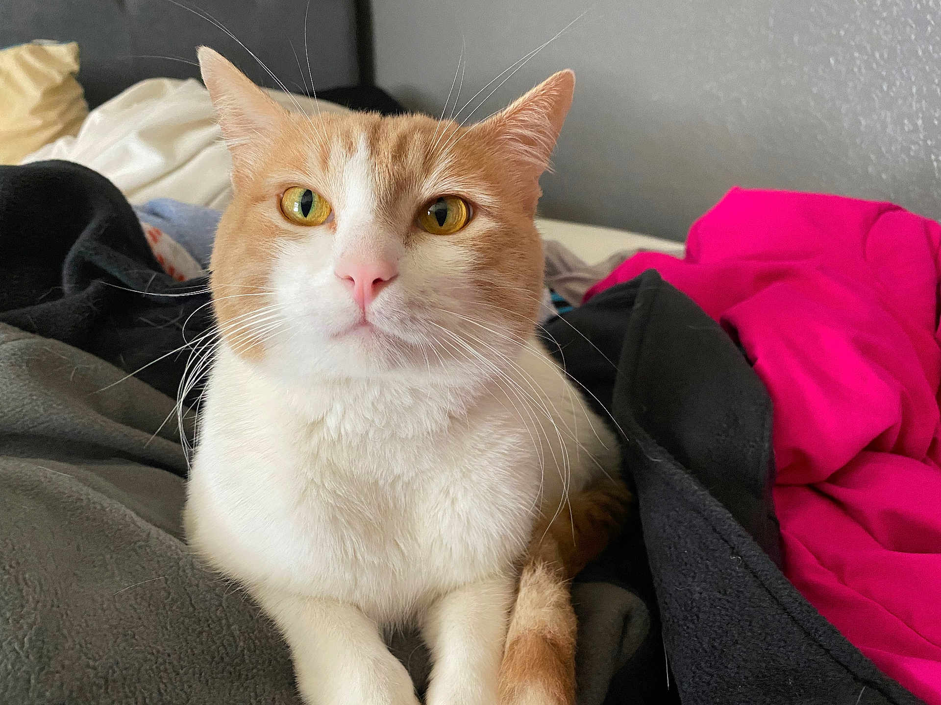 Tiger is registered to the contest to win money with this photo: cat, orange_and_white, pet, blanket, indoor, feline, cozy, fur, whiskers, animal, cute, domestic, relaxed, yellow_eyes, pink_nose, resting, soft_texture, closeup, portrait, comfort