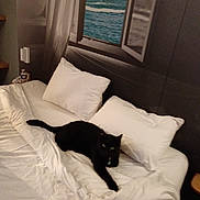 Minouche participe au concours pour gagner de l'argent avec cette photo : animal, architecture, bed, bedroom, blackcat, blanket, building, cat, couch, cushion, furniture, homedecor, indoors, kitten, linen, livingroom, pet, quilt, room, window