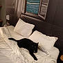animal, architecture, bed, bedroom, blackcat, blanket, building, cat, couch, cushion, furniture, homedecor, indoors, kitten, linen, livingroom, pet, quilt, room, window
