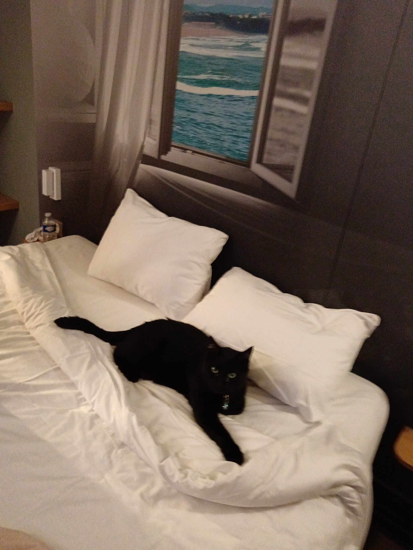 Minouche participe au concours pour gagner de l'argent avec cette photo : animal, architecture, bed, bedroom, blackcat, blanket, building, cat, couch, cushion, furniture, homedecor, indoors, kitten, linen, livingroom, pet, quilt, room, window