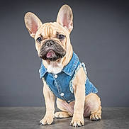 Nutsy participe au concours pour gagner de l'argent avec cette photo : bulldog, carnivoran, companion_dog, dog, dog_breed, dog_like_mammal, fawn, french_bulldog, mammal, non_sporting_group, olde_english_bulldogge, puppy, snout, toy_bulldog, vertebrate
