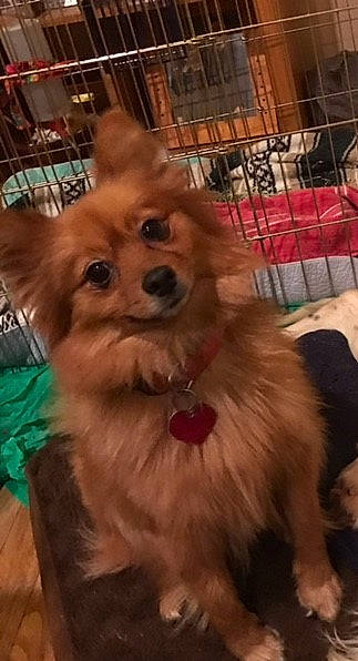 Foxy is registered to the contest to win money with this photo: canidae, carnivore, collar, companion_dog, dog, dog_breed, dog_supply, fawn, fur, german_spitz, liver, pet_supply, pomeranian, snout, spitz, sporting_group, toy_dog, volpino_italiano, whiskers, working_animal