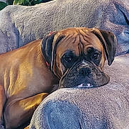 Jacob joined the competition — help win amazing prizes! dog, brown_dog, resting, blanket, couch, indoor, cozy, pet, canine, fur, ears, face, expression, plant, houseplant, comfort, relaxation, animal, portrait, home