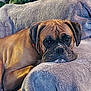 dog, brown_dog, resting, blanket, couch, indoor, cozy, pet, canine, fur, ears, face, expression, plant, houseplant, comfort, relaxation, animal, portrait, home