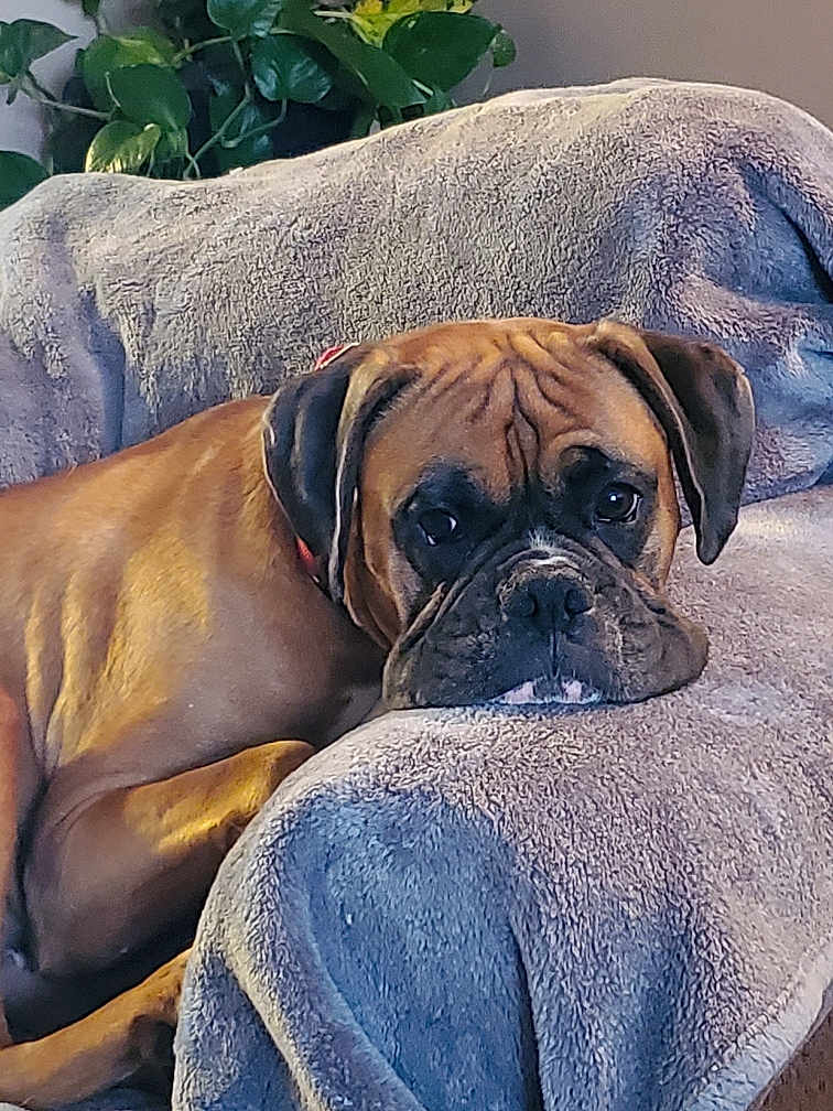 Jacob joined the competition — help win amazing prizes! dog, brown_dog, resting, blanket, couch, indoor, cozy, pet, canine, fur, ears, face, expression, plant, houseplant, comfort, relaxation, animal, portrait, home