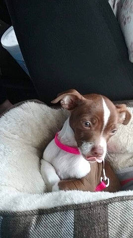 Tippy Talulah is registered to the contest to win money with this photo: canidae, carnivore, chihuahua, dog, dog_breed, fawn, feist, mammal, pointer, puppy, rat_terrier, sporting_group, vertebrate