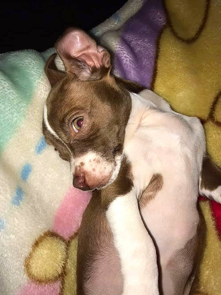 Tippy Talulah is registered to the contest to win money with this photo: american_pit_bull_terrier, canidae, carnivore, dog, dog_breed, ear, fawn, italian_greyhound, mammal, non_sporting_group, pit_bull, puppy, snout, sporting_group, vertebrate