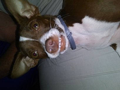 Tippy Talulah is registered to the contest to win money with this photo: brittany, canidae, carnivore, dog, dog_breed, ear, hunting_dog, jaw, mammal, nose, pit_bull, snout, sporting_group, teddy_roosevelt_terrier, whiskers