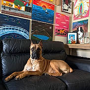 Astartea joined the competition — help win amazing prizes! dog, leather_couch, painting, art, wall, indoor, pet, relaxed, furniture, portrait, colorful, canine, living_room, decor, animal, sofa, resting, expression, home, artwork