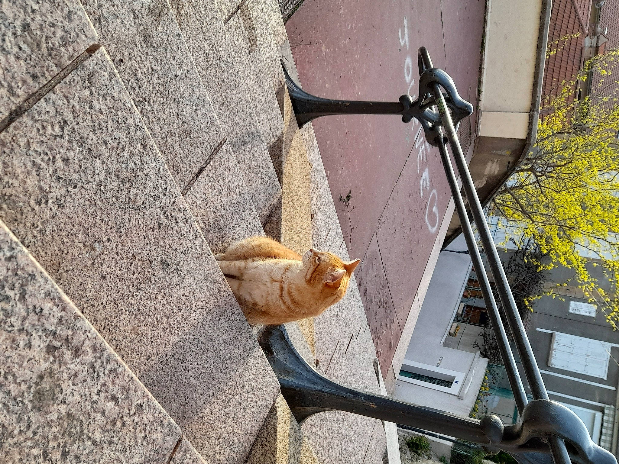 Gribouille a rejoint le concours — aidez-le/la à gagner de superbes lots ! brick, brickwork, carnivore, cat, concrete, facade, fawn, felidae, metal, plant, road, road_surface, shadow, sidewalk, small_to_medium_sized_cats, tail, twig, wall, whiskers, wood