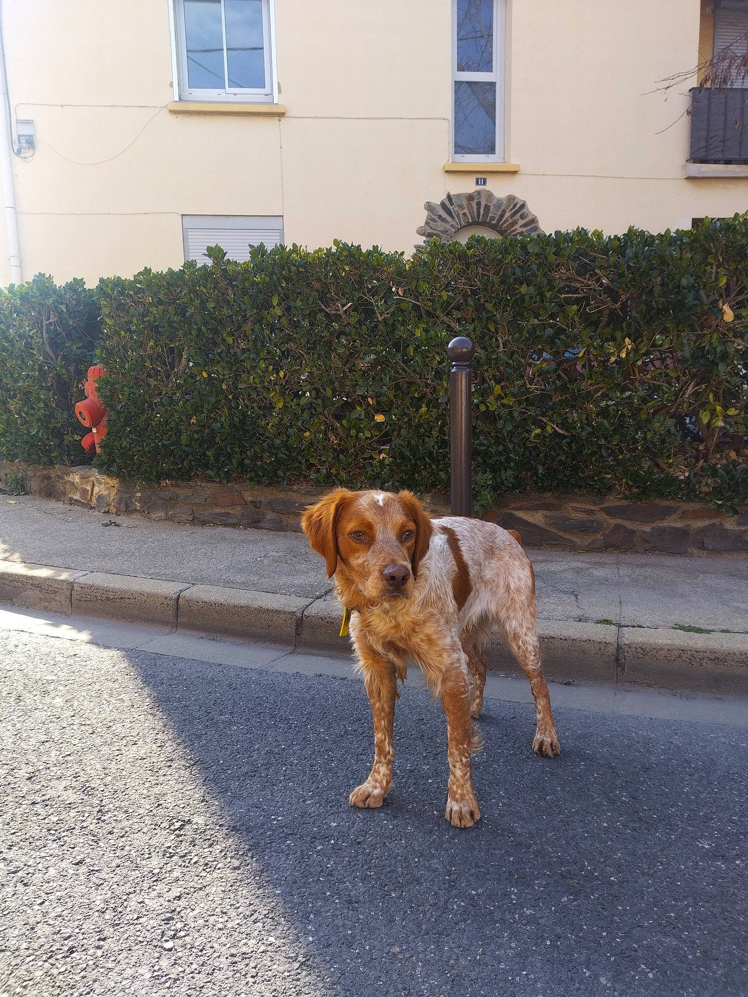 Toc participe au concours pour gagner de l'argent avec cette photo : asphalt, ball, carnivore, collar, companion_dog, dog, dog_breed, fawn, fixture, flooring, grass, plant, road, road_surface, sidewalk, snout, sporting_group, tail, tar, window