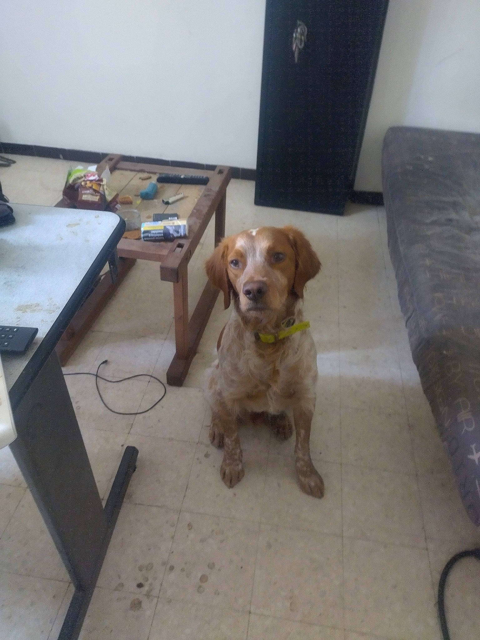 Toc participe au concours pour gagner de l'argent avec cette photo : canidae, carnivore, chair, collar, companion_dog, dog, dog_breed, dog_collar, dog_supply, fawn, floor, flooring, hardwood, liver, pet_supply, snout, table, tail, wood, working_animal