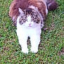 cat, fluffy, grass, outdoor, animal, pet, fur, white, brown, black, nature, mammal, relaxed, stretching, daylight, green, cute, feline, resting, wildlife